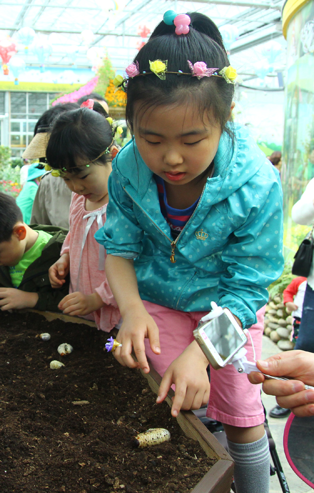 Lễ hội bướm Hampyeong thu hút du khách nhí ảnh 3